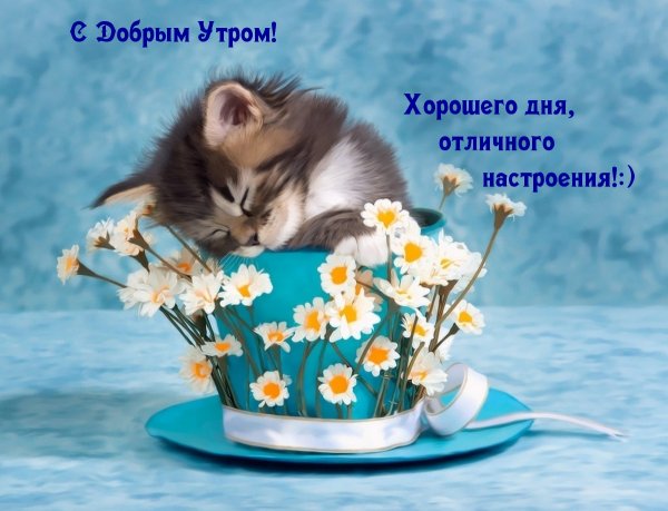 Котенок с цветами