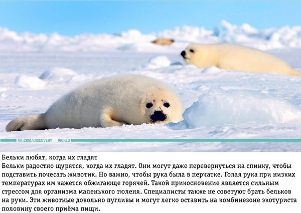 Всемирный день защиты Бельков