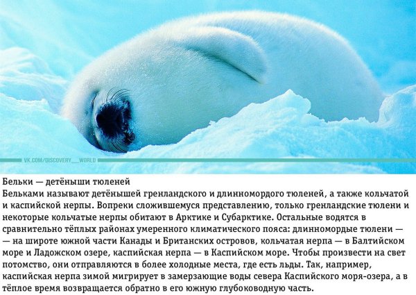 Интересные факты о морских котиках