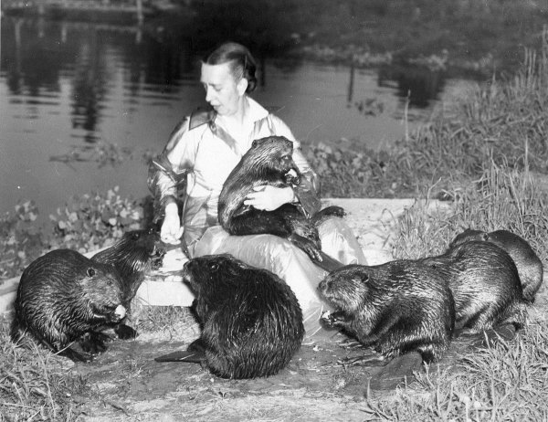 Международный день бобра (International beaver Day)