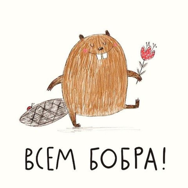 Всем бобра