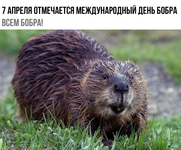 Весенний бобер