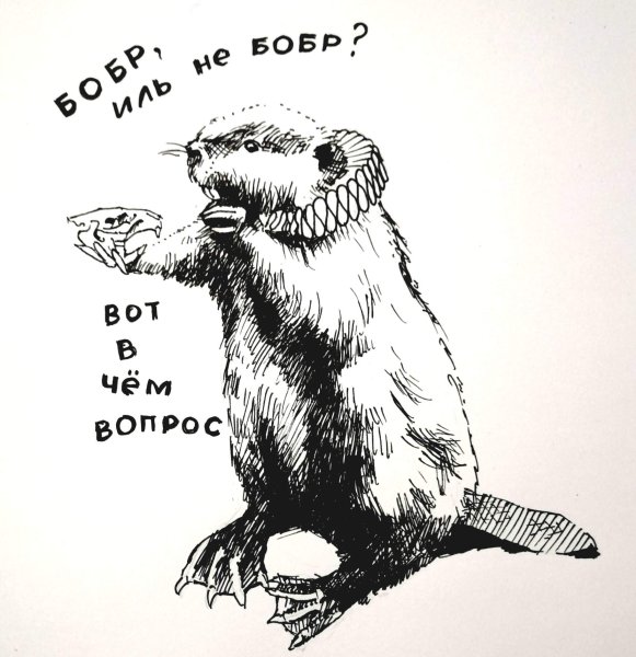 Лучи бобра