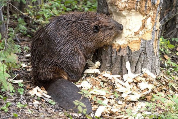 Castor canadensis