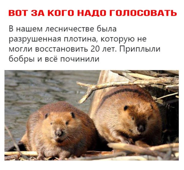 Шутки про Бобров