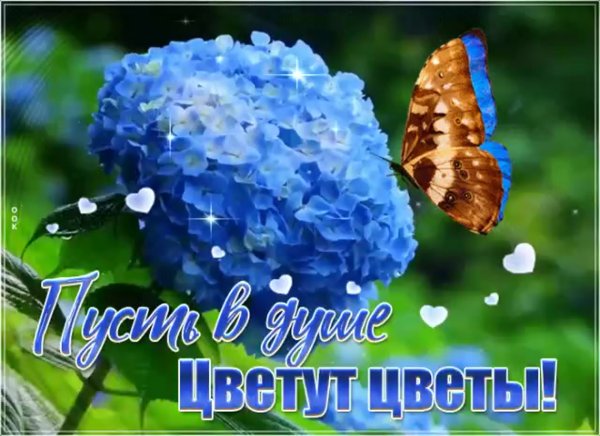 Доброго дня с гортензиями