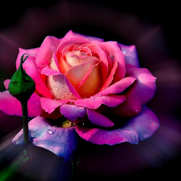 Красивые розы