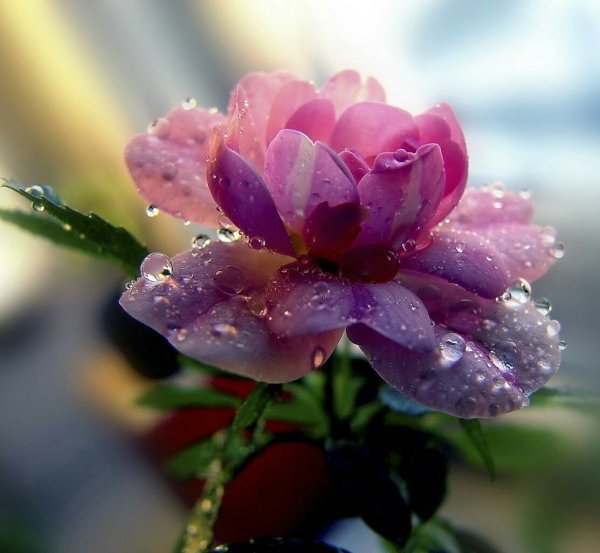 Цветы Божественной красоты