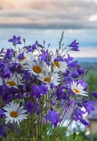 Красивый букет полевых цветов