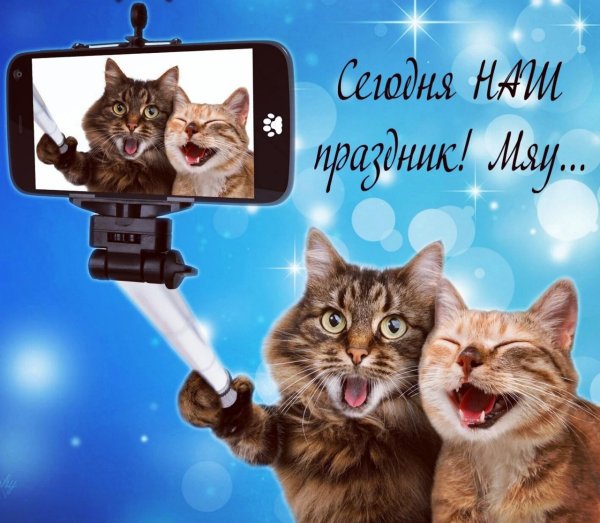 Всемирный день кошек