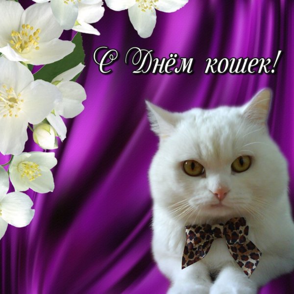 1 Марта день кошек