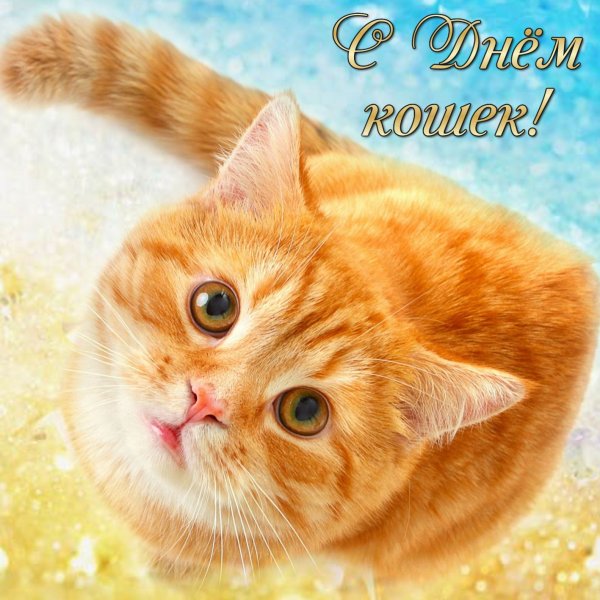 Поздравления с днём кошек
