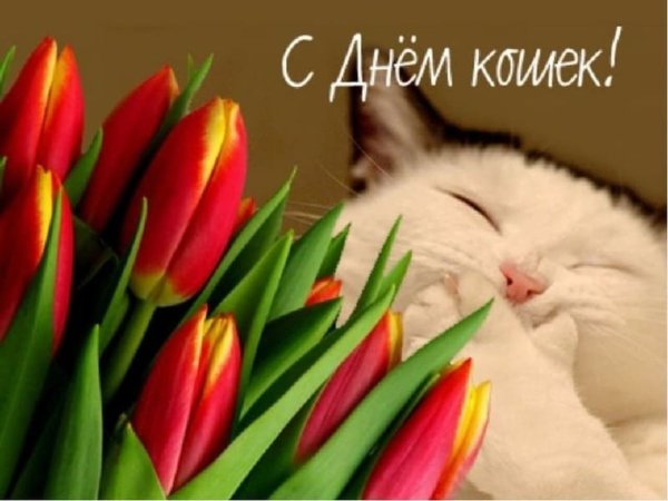 Всемирный день кошек открытки