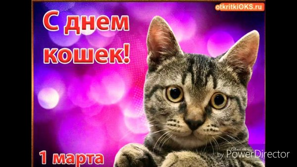 Кот поздравляет с праздником