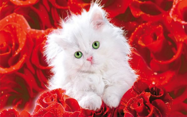 День кошек праздник