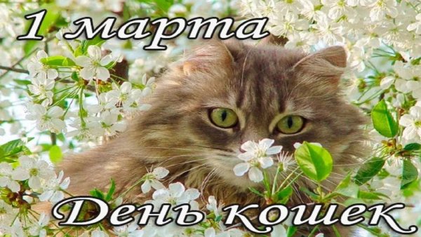 Всемирный день кошек