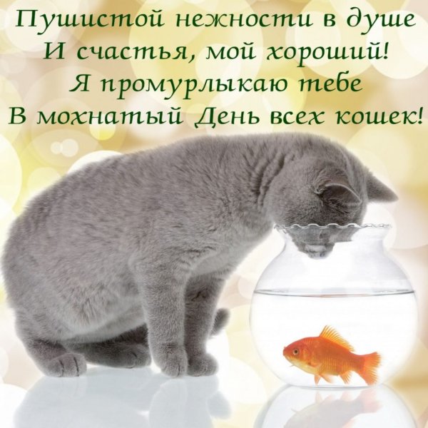 С днем рождения котенок