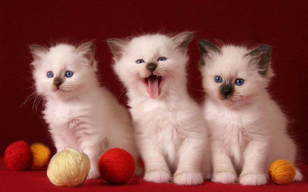 Красивые котята с цветами