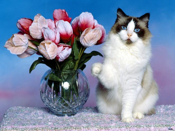 Кошачья вечеринка