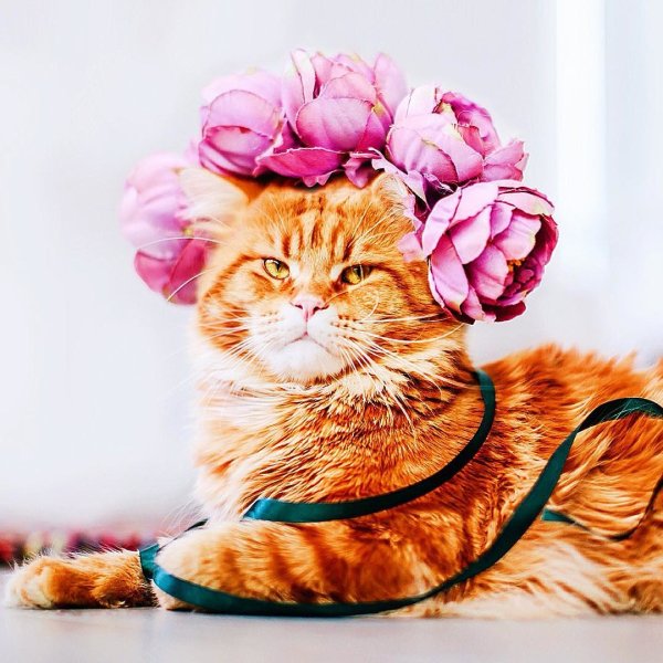 Открытки с котятами