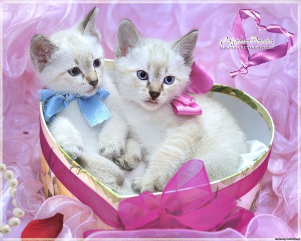 Фотообои котята