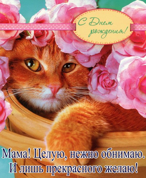 Кот в праздничном колпаке