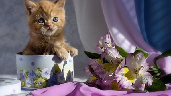 С днем рождения кот