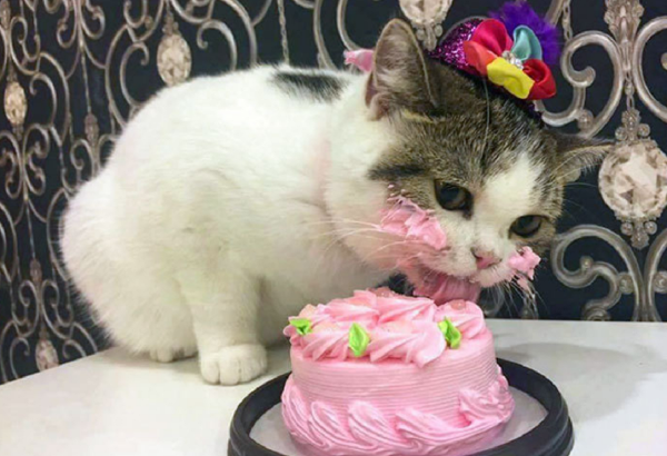 Коты поздравляют с днем рождения