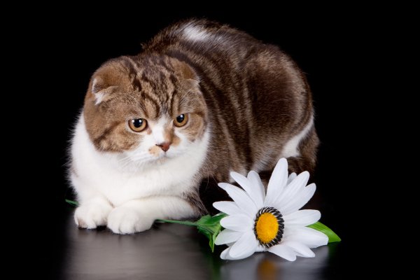 Коты празднуют