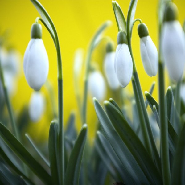 Святителя Алексия, митрополита Московского и всея Руси