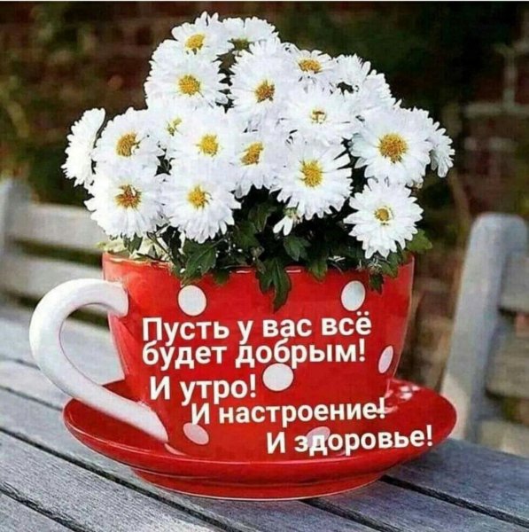 Красивые ромашки