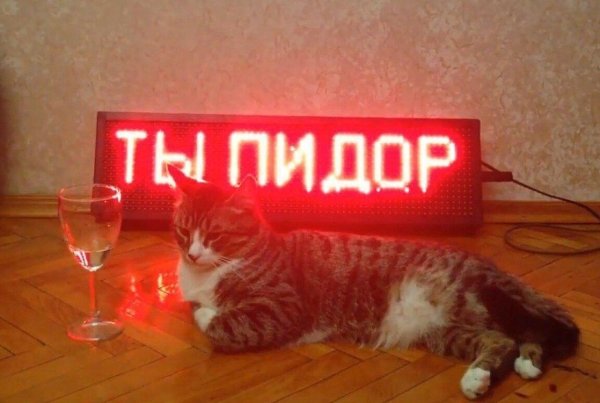 Котики сохраненки с надписями