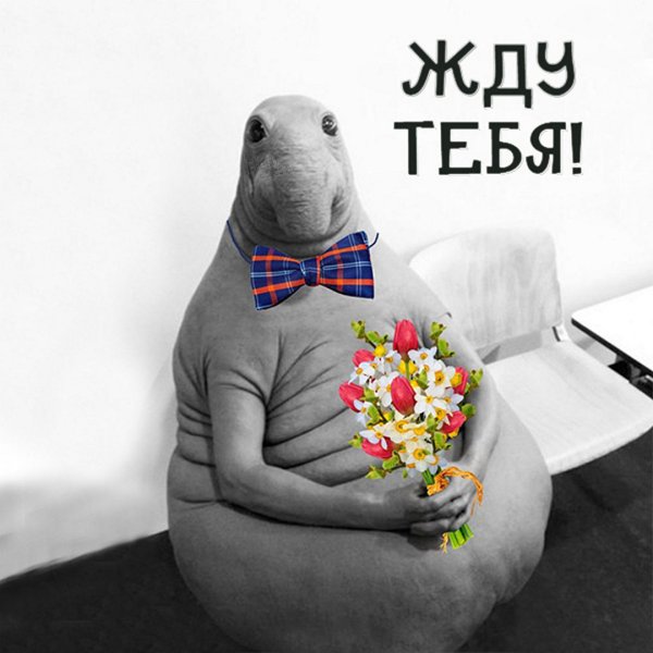 Картинка Ждуна с надписью жду