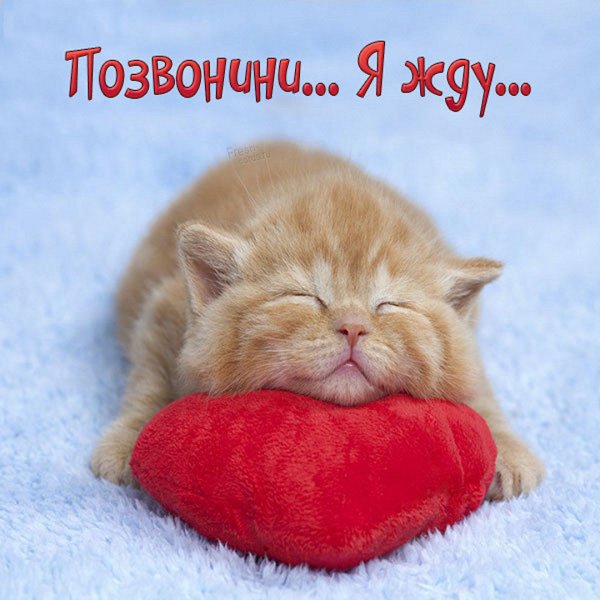 Картинки жду звонка от тебя
