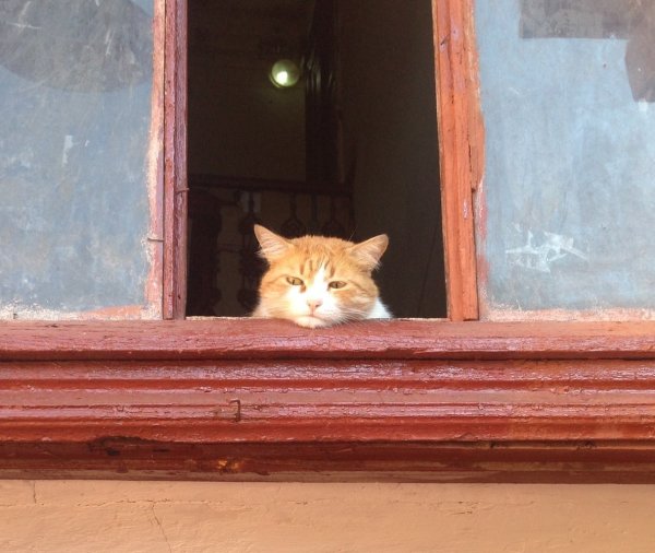 Котик приуныл