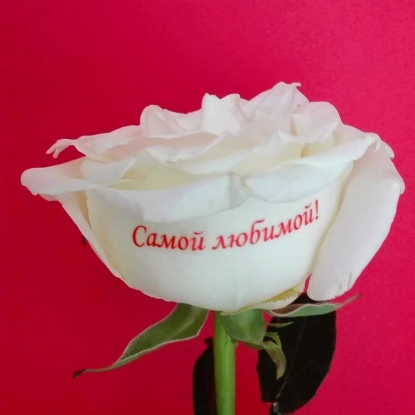 Цветы для любимой женщины