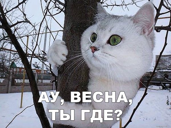 Жду весну