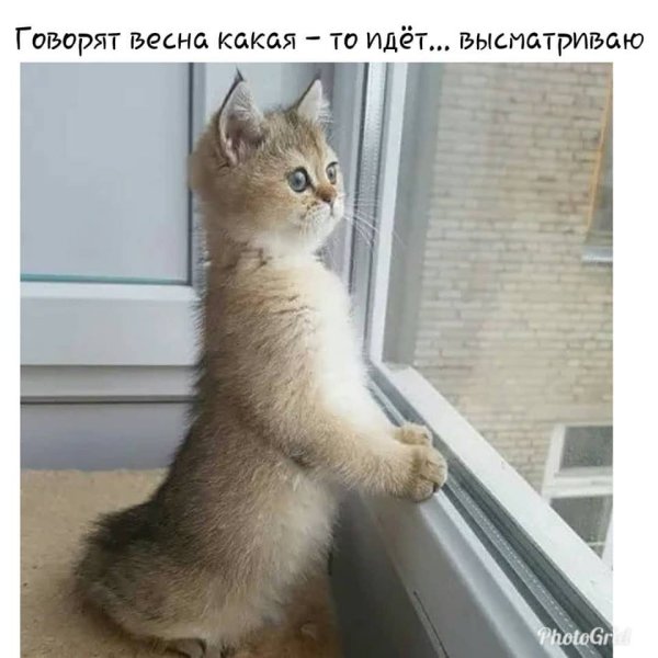 Кошка ждет кота