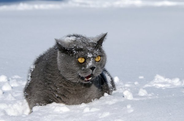 Кот мерзнет в снегу