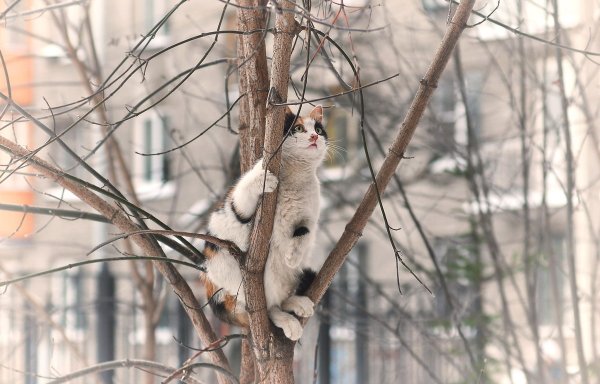 Скоро Весна коты