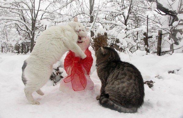 Шутки про зиму