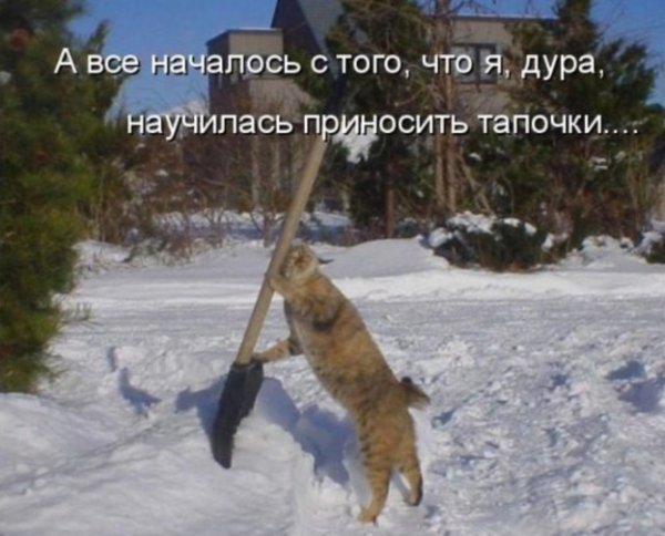 Кот с лопатой зимой