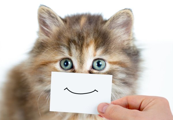 Котенок улыбается