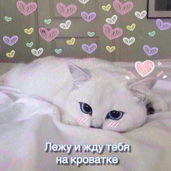 Милые котики с сердечками