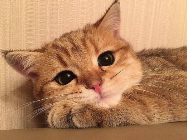 Пикчт с мтлвми котиками