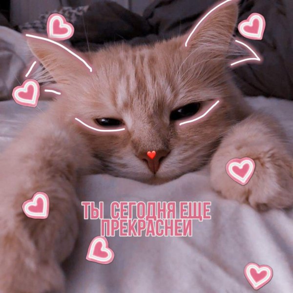 Милые пикчи с котами