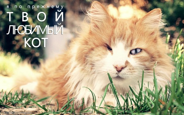 Рыжий кот с надписью