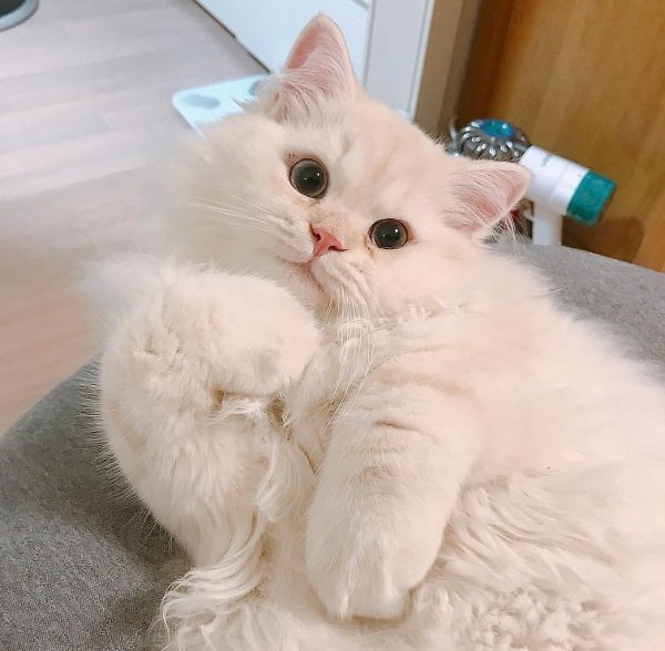 Туть котик Мем