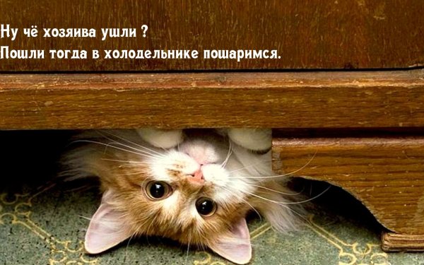 Приветик картинки прикольные