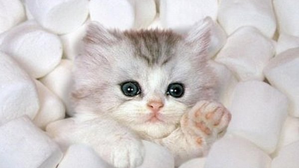 Кошачья любовь с надписями